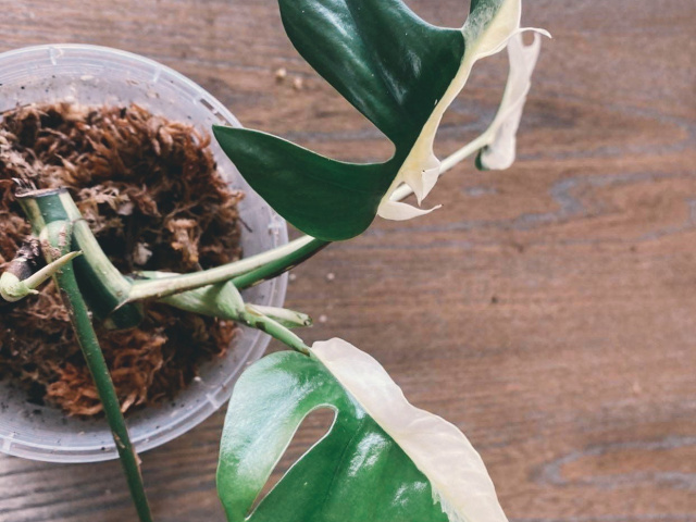 6 A252875 1 CD9 410 F 92 FE BE223302 DA6 E